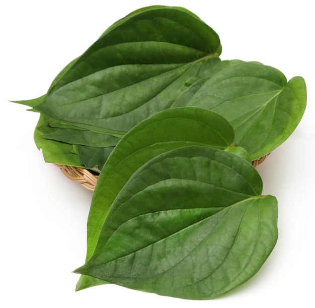 Hojas de betel