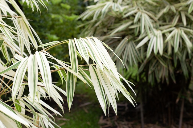 Hojas blancas y verdes de bambú Plantas variadas