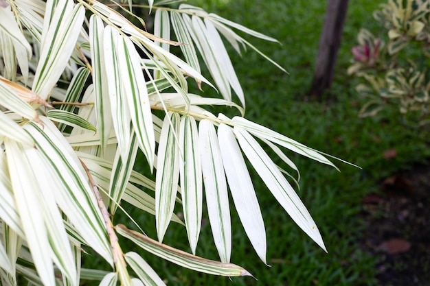 Hojas blancas y verdes de plantas abigarradas de bambú