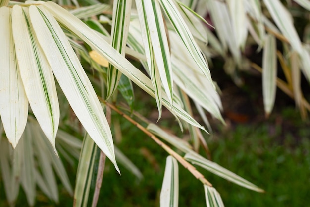 Hojas blancas y verdes de plantas abigarradas de bambú