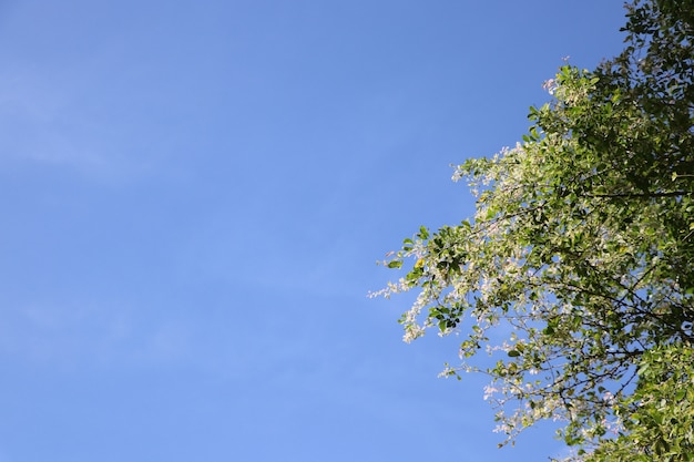 Foto hojas blancas y verdes sobre fondo de cielo azul