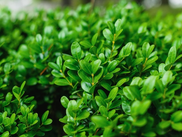 Hojas de boj siempre verde en un primer plano de rama afilado selectivo