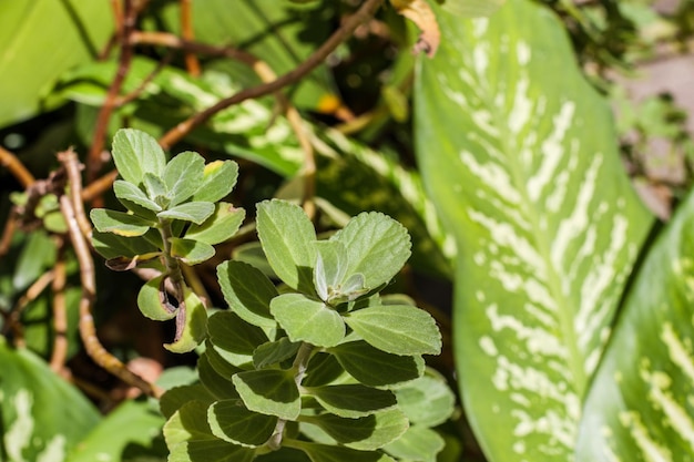 Hojas de boldo en un jardín de Río de Janeiro, Brasil