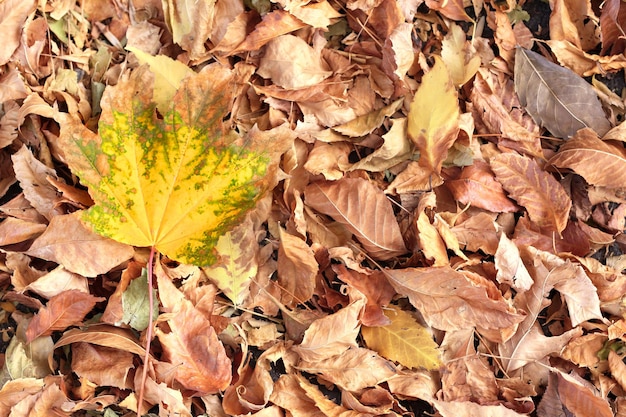 Hojas bonitas de otoño