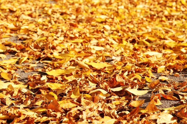 Hojas bonitas de otoño