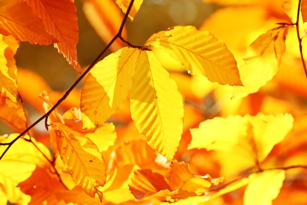 Hojas bonitas de otoño