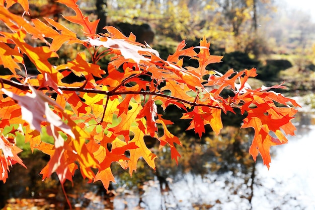 Hojas bonitas de otoño