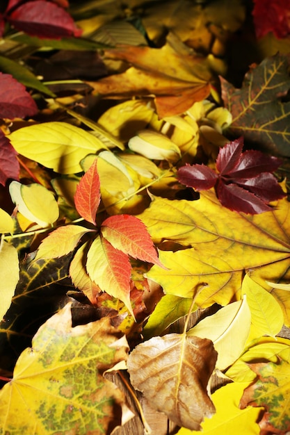 Hojas bonitas de otoño