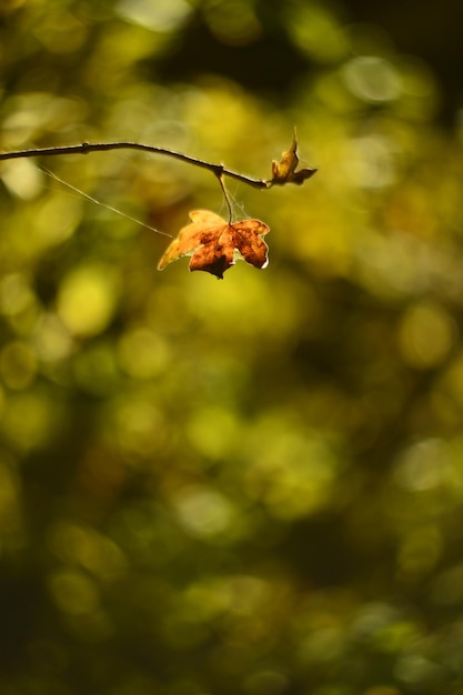 hojas en el bosque de otoño