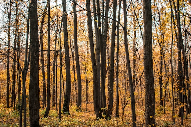 Hojas del bosque