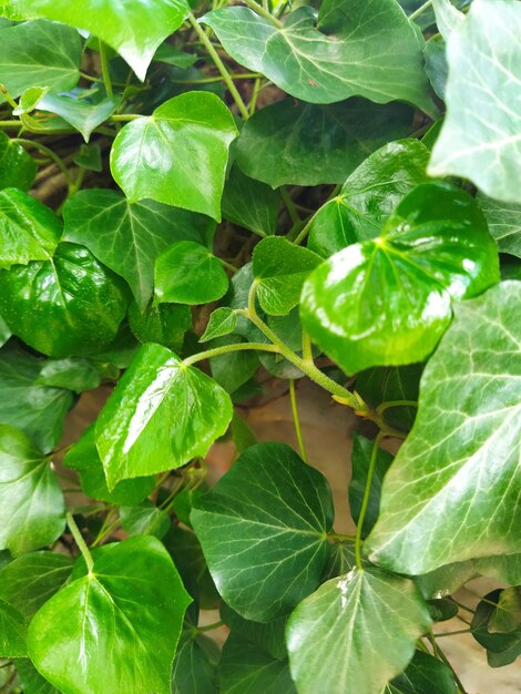 Hojas y brotes jóvenes de hiedra trepan por la pared Bosque europeo Planta parásita rastrera Follaje verde Hoja triangular Hiedra común o Hedera helix Arbusto trepador de hoja perenne Planta trepadora