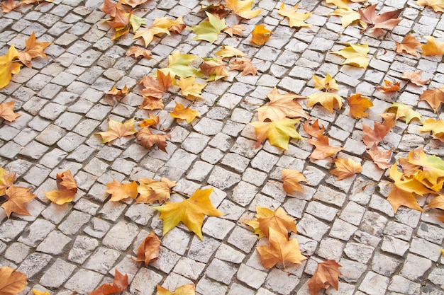 Hojas caídas en adoquín