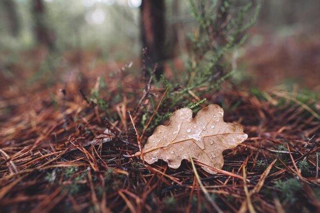 Hojas caídas de un árbol en el bosque con gotas de rocío