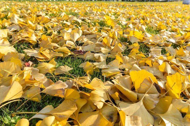 Hojas caídas de árboles de ginkgo sobre el césped en el parque de otoño