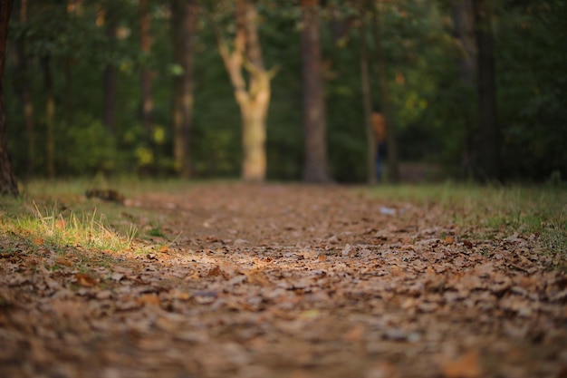 Hojas caídas en el bosque Paisaje otoñal