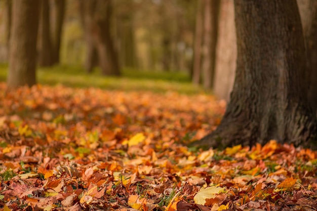 Hojas caídas del bosque en el suelo Hojas de otoño por todas partes en el suelo