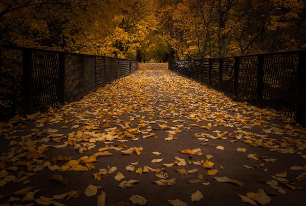 Hojas caídas en la calle durante el otoño