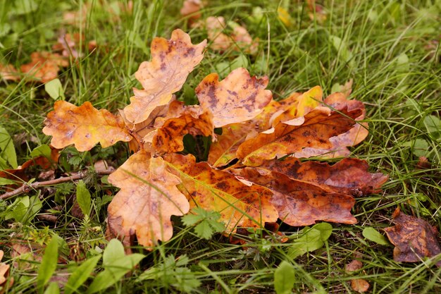 Hojas caídas después de la lluvia sobre la hierba en primer plano de otoño