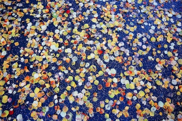 hojas caídas fondo abstracto de otoño, hojas amarillas, octubre en el parque, diseño estacional