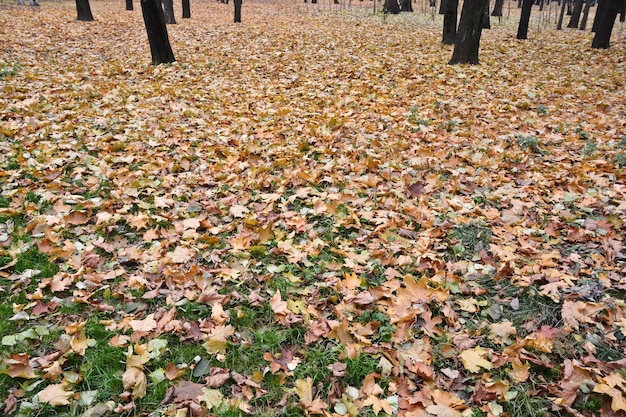 Hojas caídas en la hierba en el parque de otoño