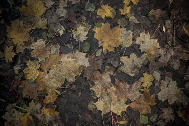 Hojas caídas mojadas en el suelo en otoño otoño