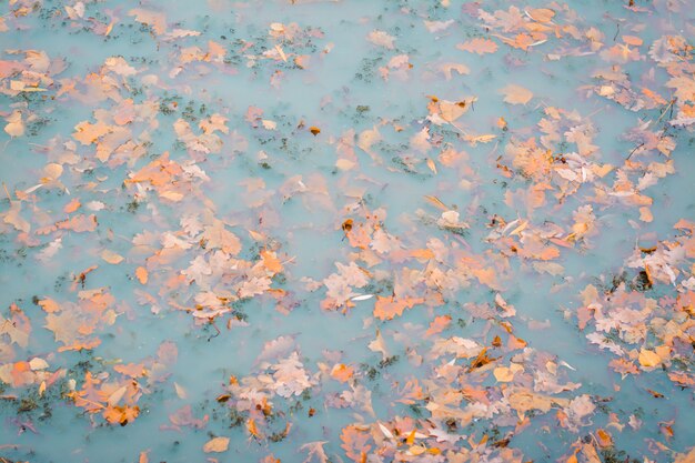 Las hojas caidas otoñales coloreadas flotan en el agua fangosa del lago en el parque.