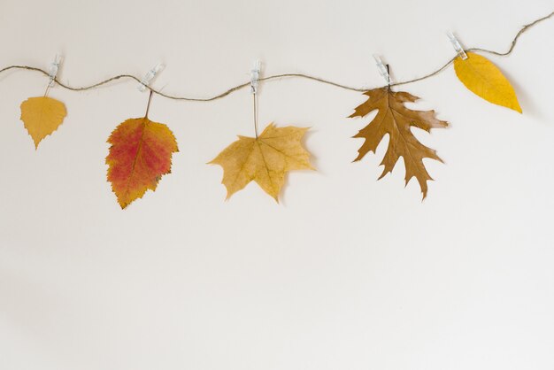 Las hojas caídas de otoño cuelgan de una cuerda con pinzas para la ropa sobre un fondo beige claro.