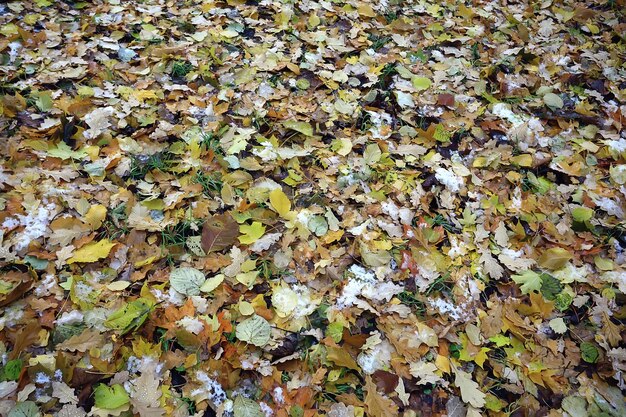 hojas caídas otoño fondo abstracto, hojas amarillas, octubre en el parque, diseño de temporada