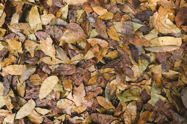 Foto hojas caídas de otoño marrón colorido sobre fondo de suelo de bosque marrón