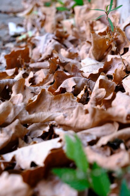 Hojas caídas del roble al comienzo del otoño.