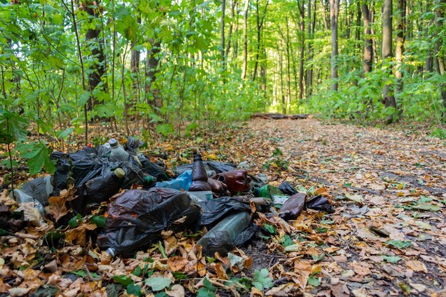 Foto hojas caídas en tierra en el bosque durante el otoño