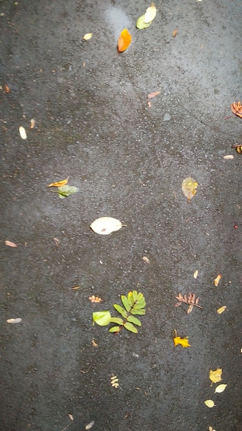 Las hojas caídas yacen sobre el asfalto mojado