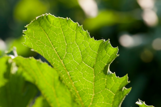 Hojas de calabacín verde en la temporada de primavera.