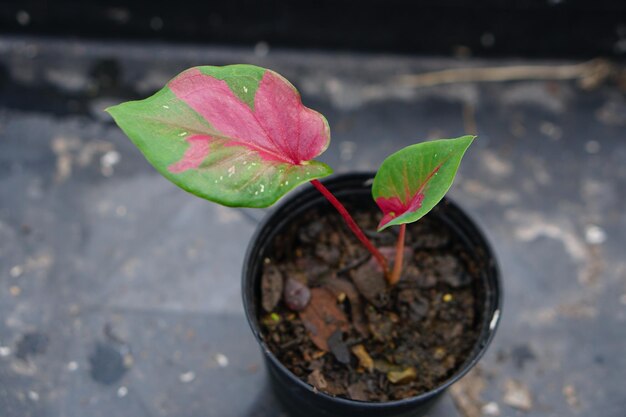 hojas de caladio en maceta gran planta para decorar jardín