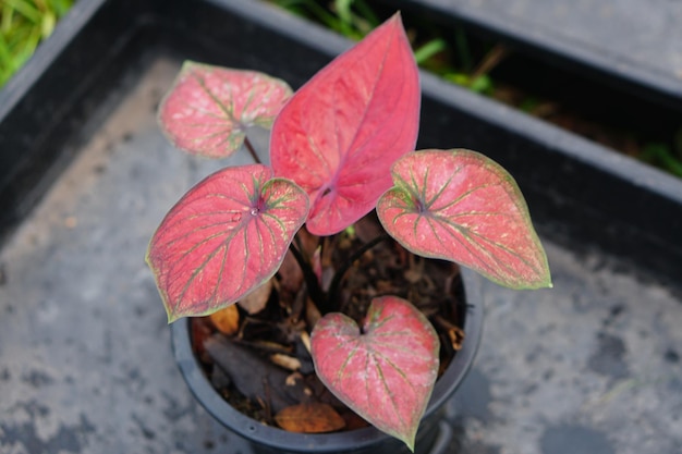 hojas de caladio en maceta gran planta para decorar jardín