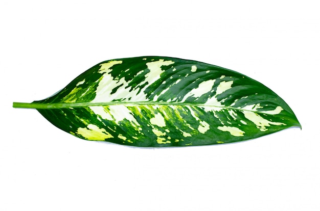 Hojas calathea ornata fondo a rayas.