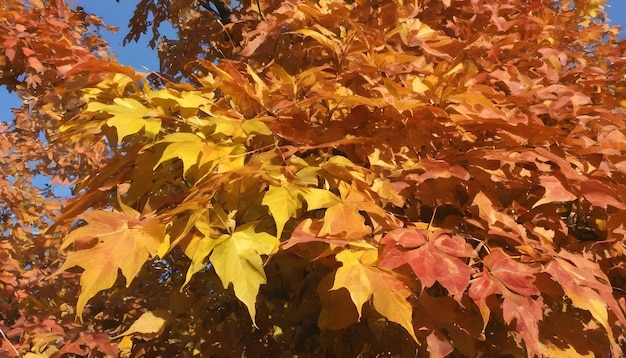 Las hojas cambian de color en otoño