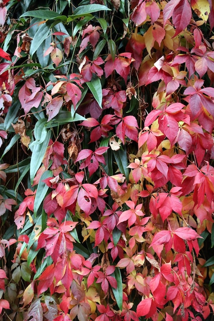 Las hojas cambian de color en el otoño