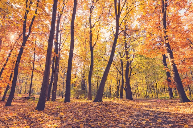 Las hojas del camino del bosque otoñal caen en el paisaje terrestre sobre el fondo otoñal. Colorida naturaleza escénica