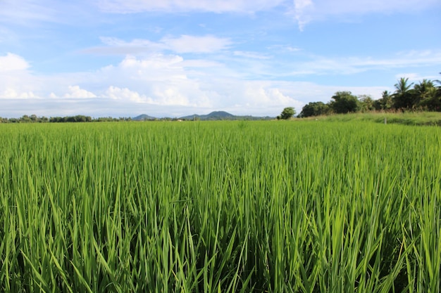 Foto las hojas del campo de arroz con el cielo azul