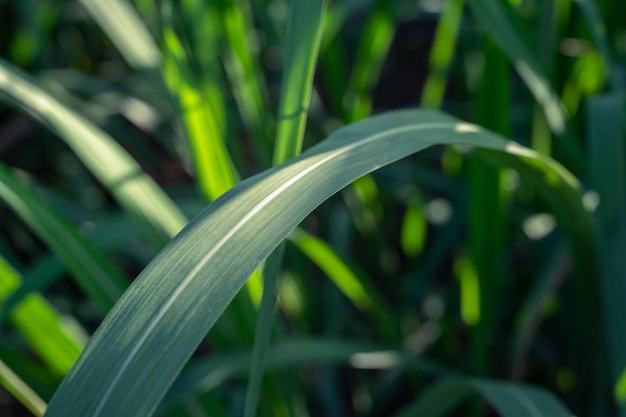 Hojas de caña de azúcar primer plano verde fresco