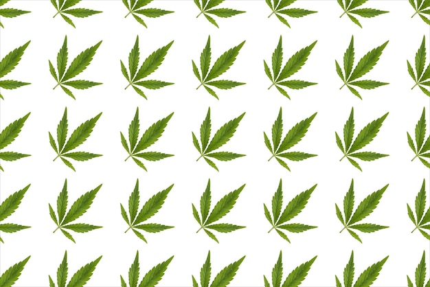 Foto hojas de cáñamo verdes sobre fondo blanco hojas de cannabis verdes sobre fondo branco