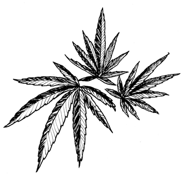 hojas de cannabis. Dibujo a tinta en blanco y negro