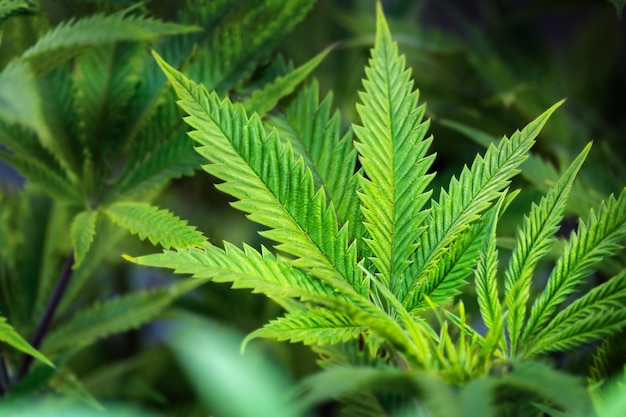Hojas de cannabis medicinal de cerca