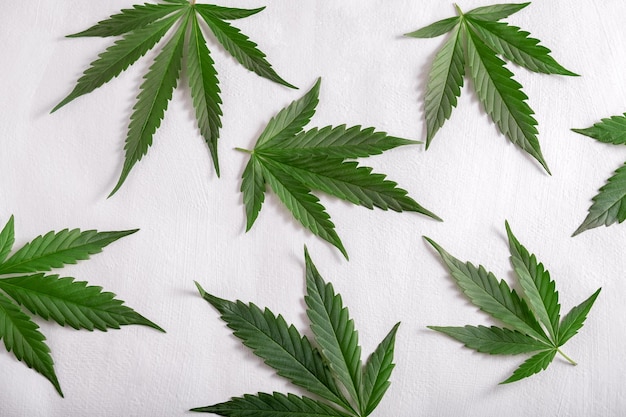 Hojas de cannabis planas sobre fondo gris