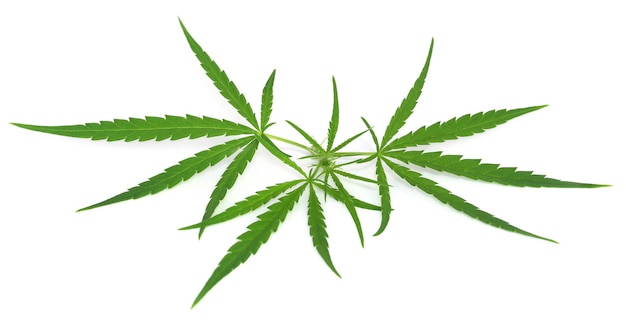 Hojas de cannabis sobre fondo blanco.