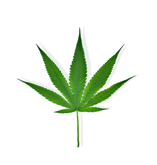 Hojas de cannabis verde aisladas en blanco. Cultivo de marihuana medicinal.