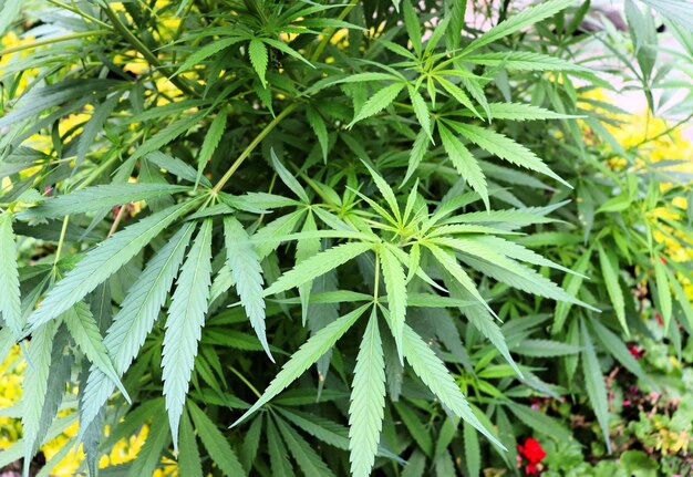 Hojas de cannabis verde arbusto de cannabis