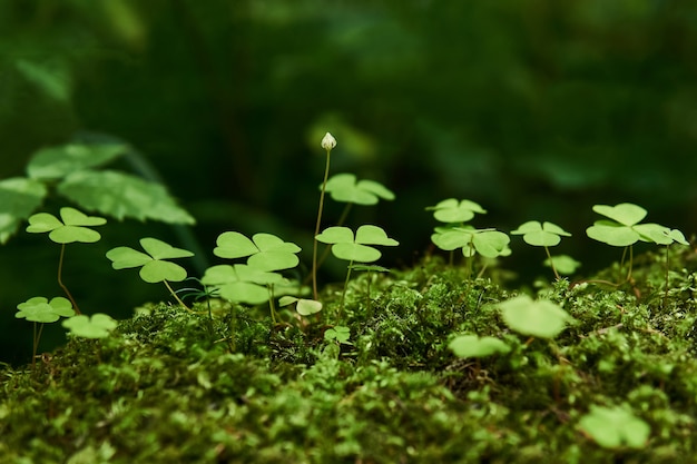 Hojas y capullos de acedera de madera que crecen entre musgo de cerca sobre fondo natural borroso