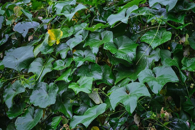 Las hojas de la cascada canaria Hedera canariensis se reúnen en belleza